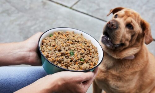 Processing Homemade Dog Food for Pet Dogs
