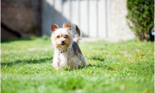 Invisible fence for small dogs- top fence brands