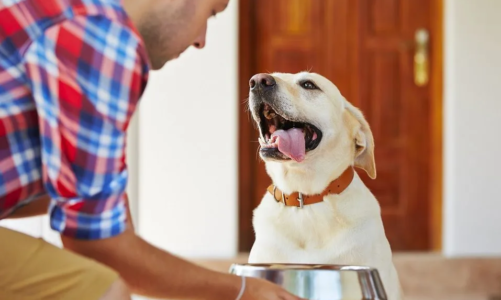 The Best Foods For Dogs