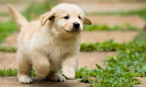 How to Identify the Ideal Puppy for Your Lifestyle?