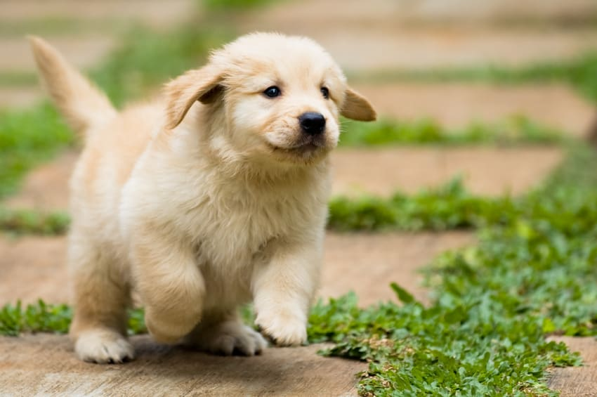 How to Identify the Ideal Puppy for Your Lifestyle?