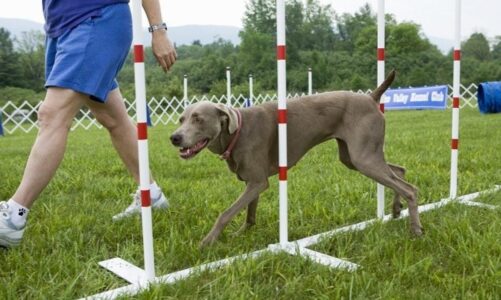 Different Training Methods For Your Dog