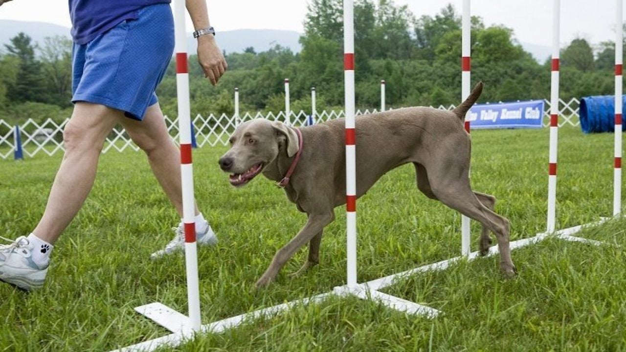 Different Training Methods For Your Dog