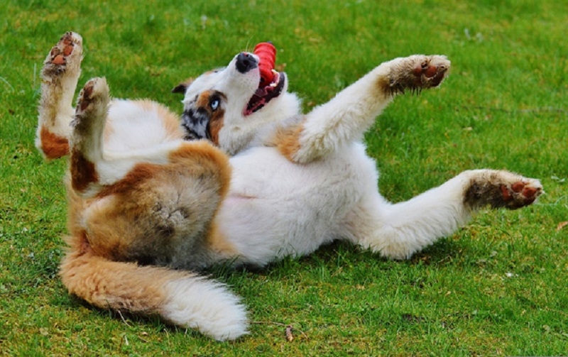 Why is playtime important for your dog?