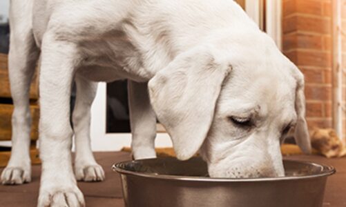 How And When To Switch From Puppy To Adult Dog Food: