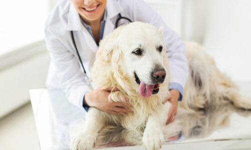 In what ways might one benefit from regular veterinary checkups?