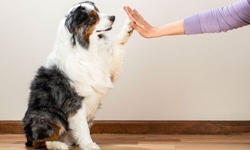Can Your Dog Boost Your Health?