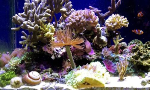 Colourful Acropora Corals for Sale at Affordable Costs