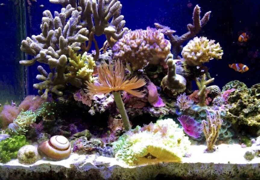 Colourful Acropora Corals for Sale at Affordable Costs