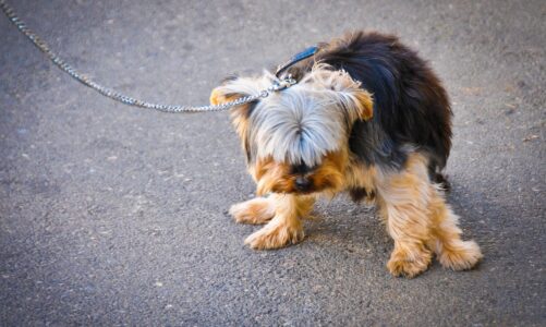 How to Collect Your Dog’s Urine Sample