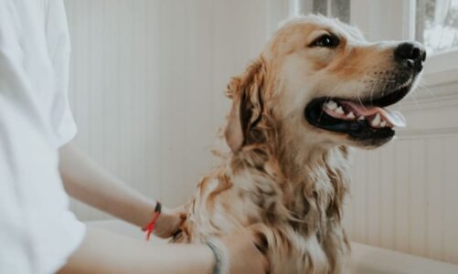 Keep your pet healthy with regular grooming