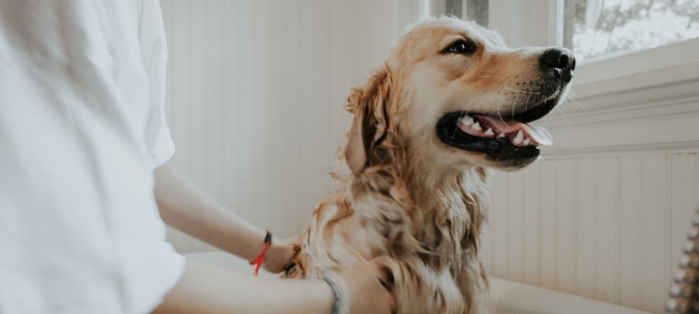 Keep your pet healthy with regular grooming