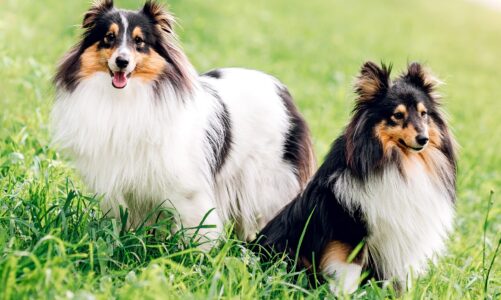 Shetland Sheepdog Clubs and Organizations in Singapore