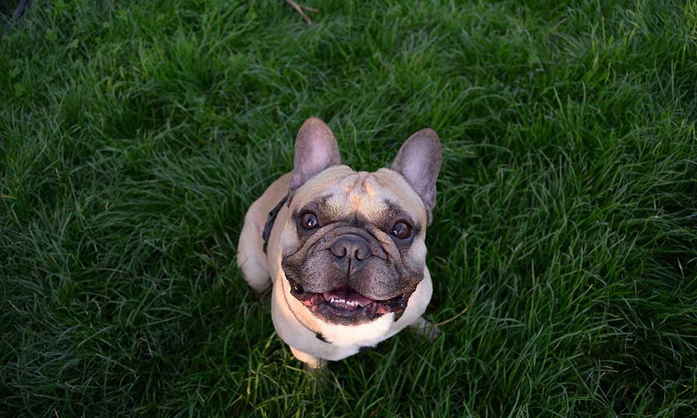 Why Does Every French Bulldog Owner Need a Big Rope Collection?