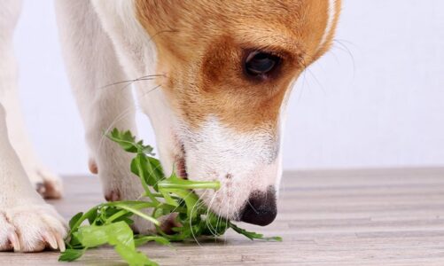 Seeweed Good For Dogs? Some Ideas for you