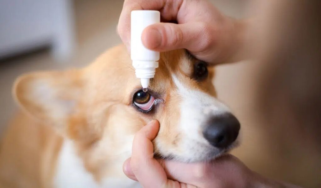 The Best Eye Wash for Dogs