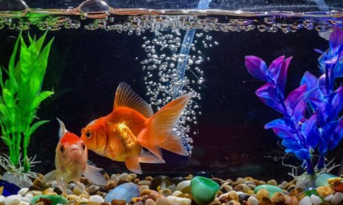 Caring for Your Aquarium During a Power Outage