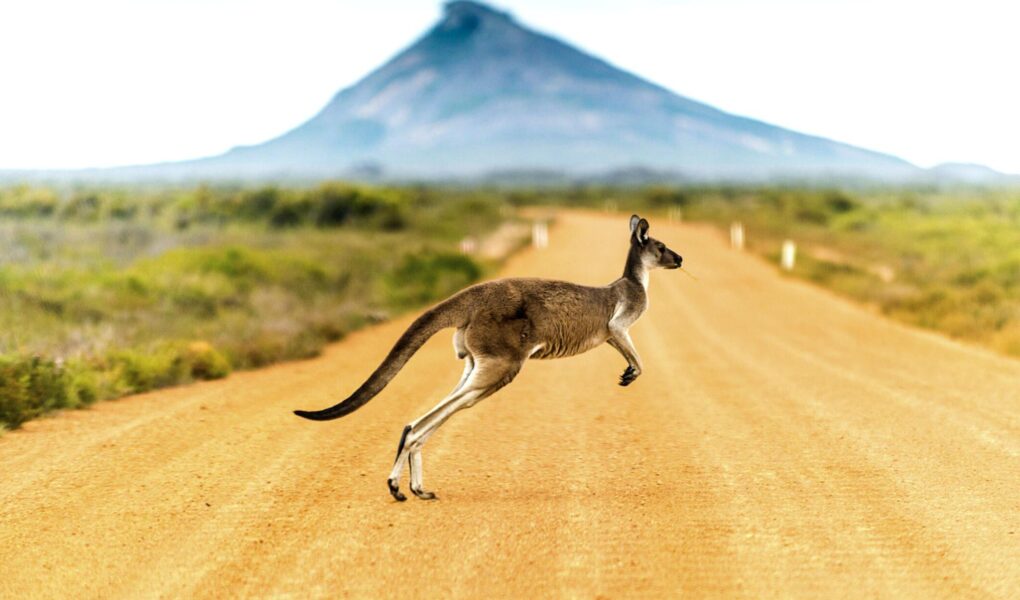 Secrets of Kangaroos – Australia’s Furry Ambassadors and Hopping Masters