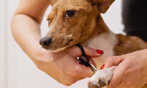 Can I Walk My Dog After Cutting the Quick? Addressing Dog Nibble Ear Concerns