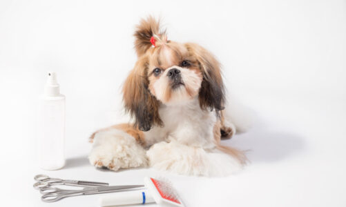 How Can You Make Pet Grooming a Positive Experience?