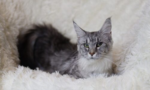 How To Adopt A Maine Coon Kitten Hassle Free?