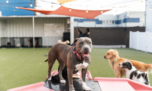 Discover the Best Dog Boarding in Seattle for Your Furry Friend