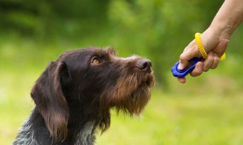 The Essential Guide to Dog Training: Unlocking Your Pup’s Potential