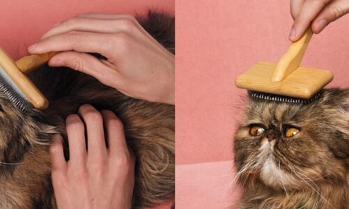 The Art of Cat Grooming: Transforming Feline Fur with Expert Care