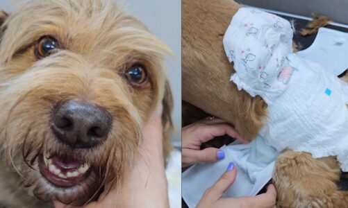 How To Groom Your Pet Dog With Special Needs?