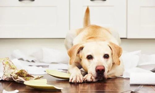 From Chaos to Calm: Easing Separation Anxiety in Pets Naturally