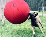 Malinois is trying to bite a Red CollieBall Original Herding Ball