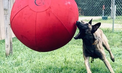 Herding Ball for Dogs: Why CollieBall Is More Than Just a Toy