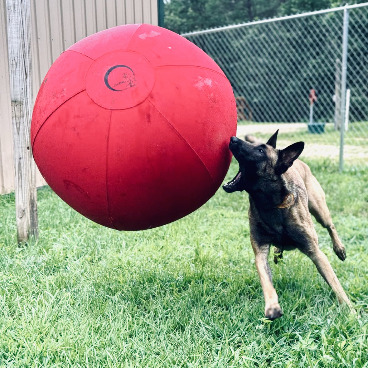 Malinois is trying to bite a Red CollieBall Original Herding Ball