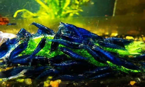 Blue Shrimp for Sale UK: Everything You Need to Know
