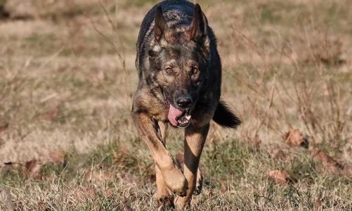 Czech German Shepherds: Top-Tier Working Line German Shepherds