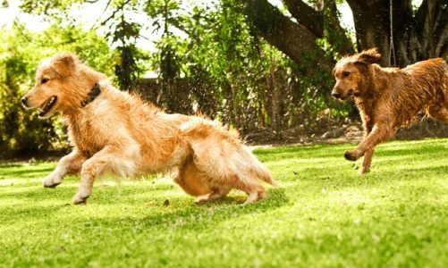 Boswellia Serrata for Dogs: Ancient Herb for Modern Joint Care