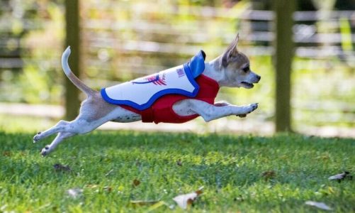 NexGard Spectra: The All-in-One Shield for Your Dog