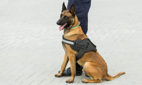 8 Benefits of K9 Security Services for Your Next Event