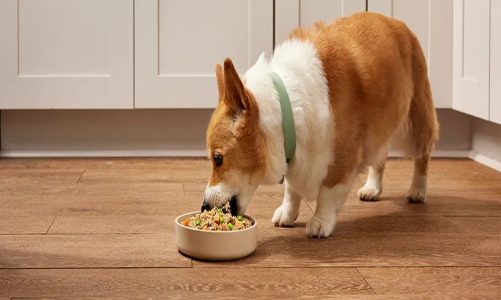 Where Can I Buy Fresh Dog Food? A Complete Guide for Pet Parents