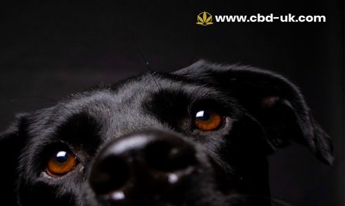 CBD for Older Dogs UK – What Owners Should Know