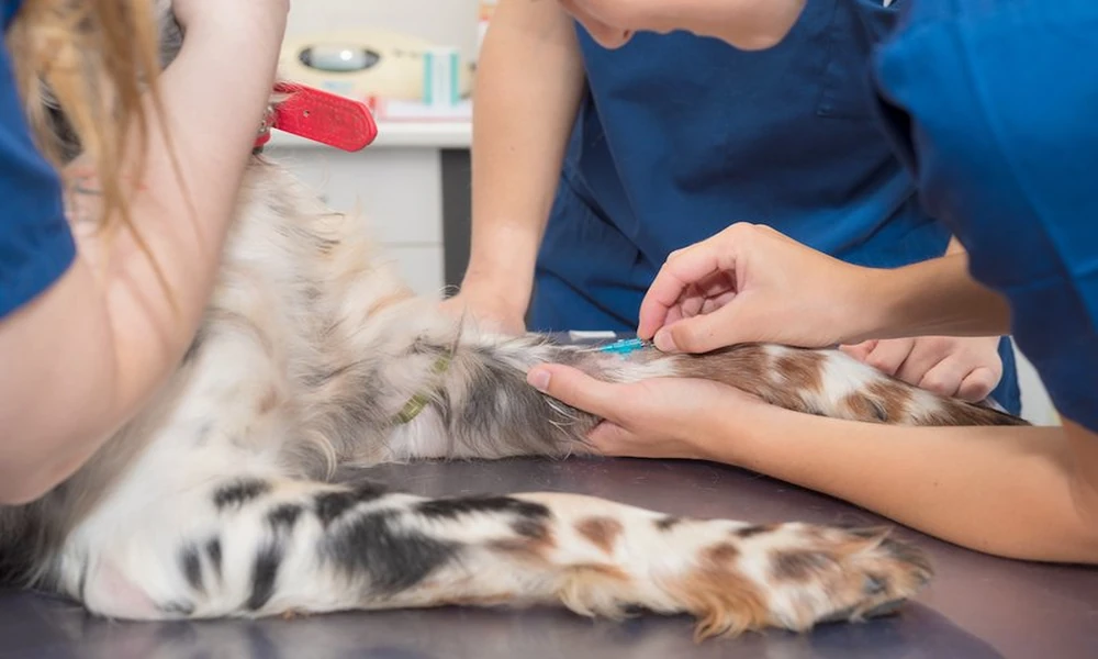 How Animal Hospitals Provide Specialized Care For Puppies And Kittens
