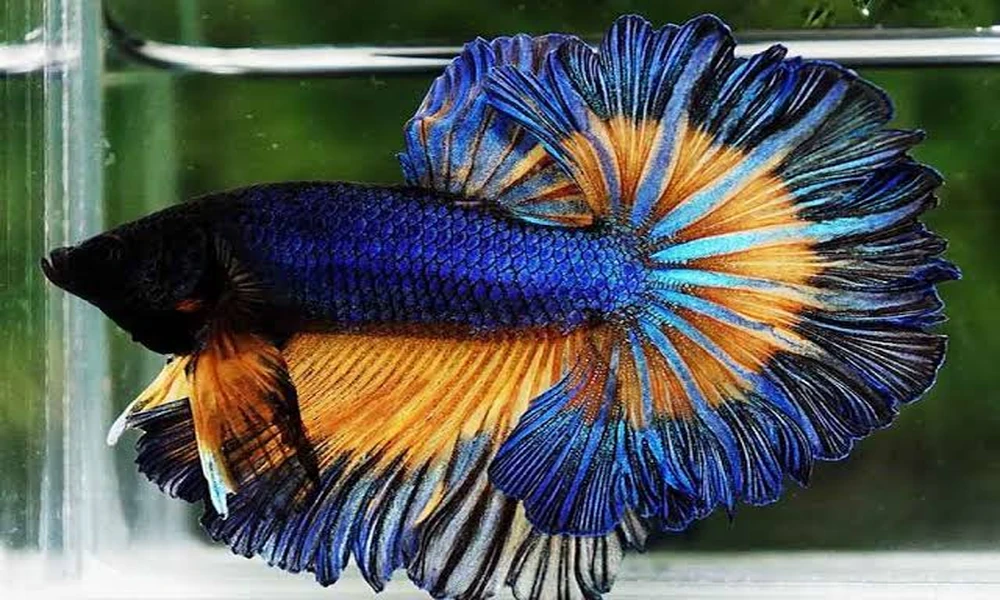 Siamese Fighting Fish Care Sheet: A Complete Reference