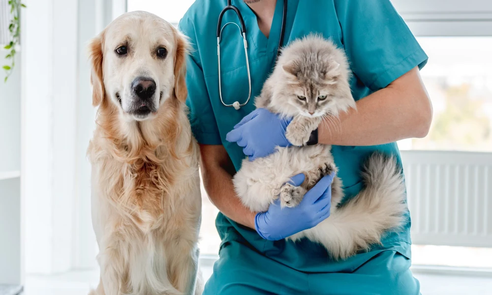 5 Benefits Of Annual Wellness Exams For Dogs And Cats