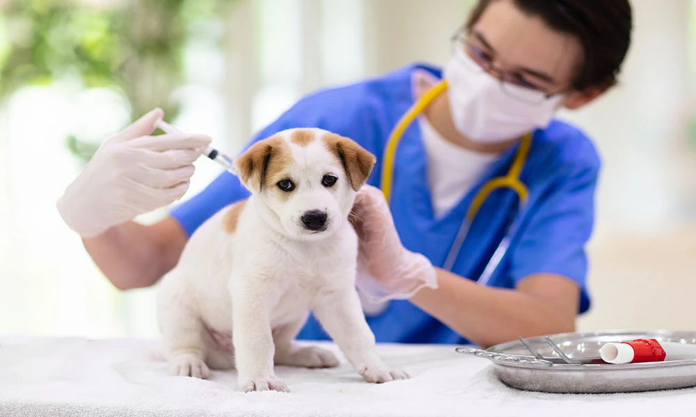 Why Vaccination Programs Are Vital in Animal Hospitals