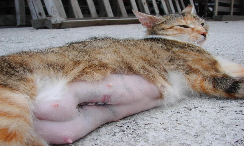 Why Animal Hospitals Are Indispensable For Surgical Recovery