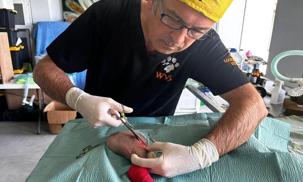 How Veterinary Hospitals Provide Critical Care In Natural Disasters