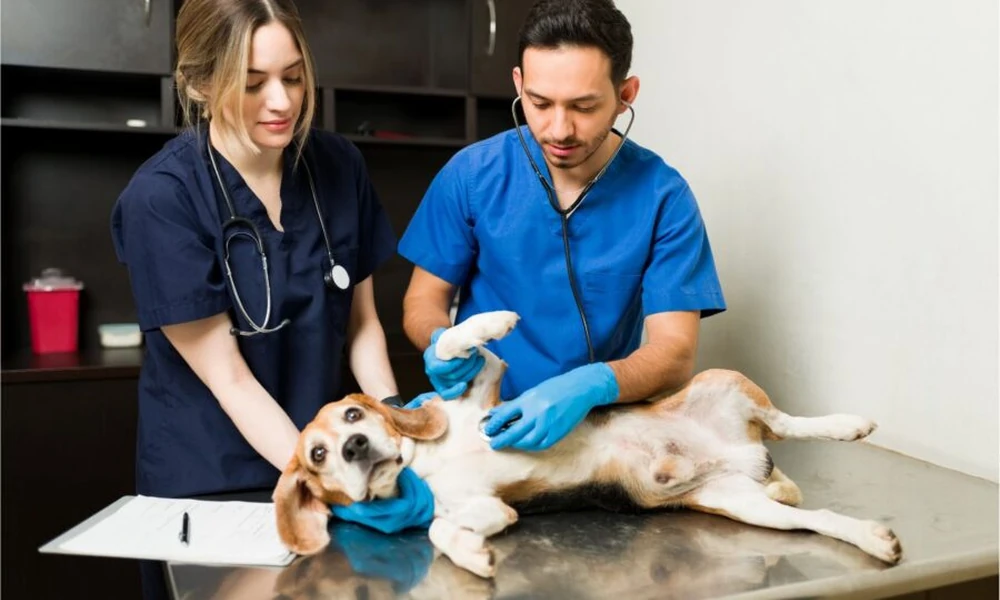 Choosing The Right Veterinary Clinic For Your Pet’s Needs