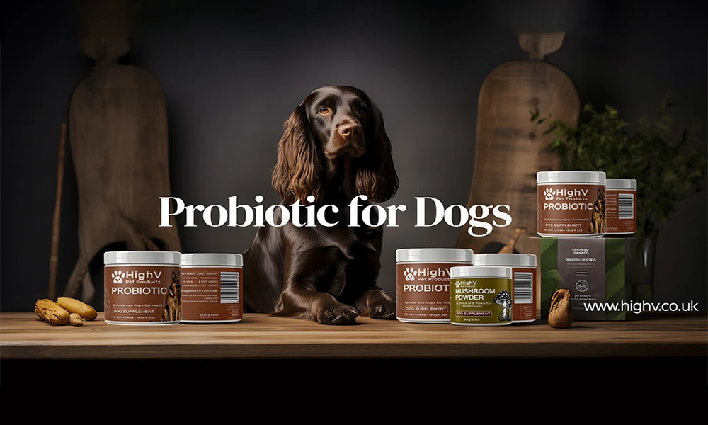 What Your Dog’s Poo Is Telling You: A Practical Guide
