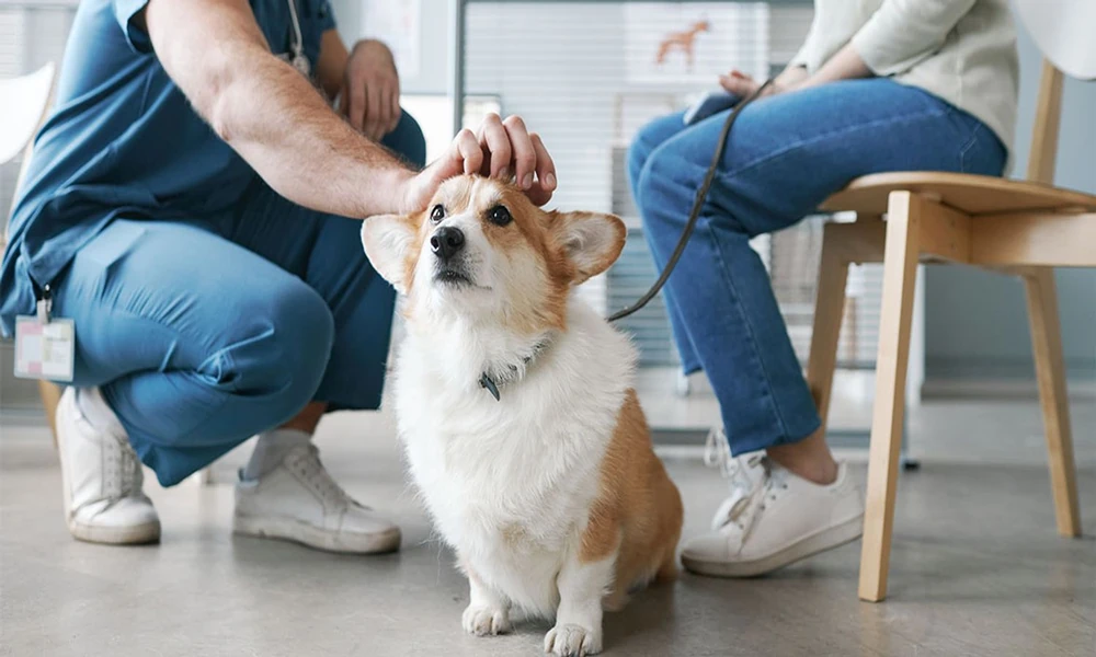 Why Pet Owners Prefer Local Veterinary Clinics Over Large Chains