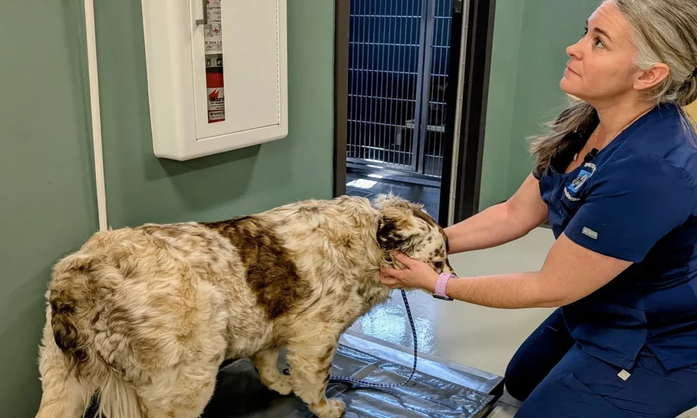 How Vet Clinics Provide Tailored Nutrition And Weight Management Plans
